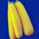 Exclusive SQUASH SEED,GOLDEN ZUCCHINI SQUASH, HEIRLOOM, 500 SEEDS, NON GMO Exclusive SQUASH SEED,GOLDEN ZUCCHINI SQUASH, HEIRLOOM, 500 SEEDS, NON GMO