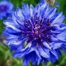 Premium DWARF BLUE BACHELOR BUTTON 100 SEEDS BEAUTIFUL FLOWER, BORDER FLOWER