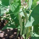 New Arrival BEAN, BLACK TURTLE POLE BEAN, HEIRLOOM, 20+ SEEDS, A TERRIFIC BLACK BEAN