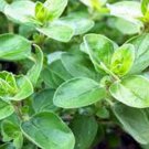 Premium Marjoram Seed , Sweet, Heirloom , NON GMO, Herb , 500 Majoram Seeds Premium Marjoram Seed , Sweet, Heirloom , NON GMO, Herb , 500 Majoram Seeds