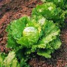 Best-Selling LETTUCE SEED, ICEBERG, LARGE HEAD, HEIRLOOM, NON GMO, 1000 SEEDS