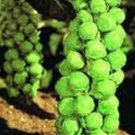 Premium BRUSSEL SPROUT SEED, CHURCHILL, HEIRLOOM, NON GMO, 500 SEEDS, SPROUTS Premium BRUSSEL SPROUT SEED, CHURCHILL, HEIRLOOM, NON GMO, 500 SEEDS, SPROUTS