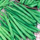 Exclusive BEAN, TENDERGREEN BUSH, HEIRLOOM, 20+ SEEDS, GREAT TASTING AND HEALTHY