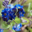 Limited Edition FORGET ME NOT 100+ SEEDS NEWLY HARVESTED, BEAUTIFUL ABUNDANT BLOOMS Limited Edition FORGET ME NOT 100+ SEEDS NEWLY HARVESTED, BEAUTIFUL ABUNDANT BLOOMS