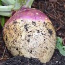 Limited Edition RUTABAGA SEED, AMERICAN PURPLE TOP, HEIRLOOM, NON GMO, 25+ SEEDS Limited Edition RUTABAGA SEED, AMERICAN PURPLE TOP, HEIRLOOM, NON GMO, 25+ SEEDS