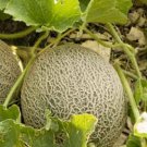 Exclusive MUSKMELON SEED, EDISTO 47 SWEET, HEIRLOOM, NON GMO, 100 SEEDS, MELLON