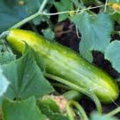 Best-Selling CUCUMBER SEED, MARKETER, HEIRLOOM, NON GMO, 25+ SEEDS, GARDEN CUCUMBER Best-Selling CUCUMBER SEED, MARKETER, HEIRLOOM, NON GMO, 25+ SEEDS, GARDEN CUCUMBER