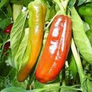 Exclusive PEPPER, ANAHEIM, HEIRLOOM, 25+ SEEDS, MILDLY SPICY GREAT FRESH OR DRIED Exclusive PEPPER, ANAHEIM, HEIRLOOM, 25+ SEEDS, MILDLY SPICY GREAT FRESH OR DRIED
