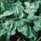 Limited Edition SPINACH SEED, AMERICA, HEIRLOOM, NON GMO, 100 SEEDS, SPINACH SEEDS Limited Edition SPINACH SEED, AMERICA, HEIRLOOM, NON GMO, 100 SEEDS, SPINACH SEEDS