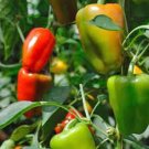New Arrival BELL PEPPER, CALIFORNIA WONDER, HEIRLOOM, 25+ SEEDS, SWEET LARGE FRUIT New Arrival BELL PEPPER, CALIFORNIA WONDER, HEIRLOOM, 25+ SEEDS, SWEET LARGE FRUIT
