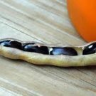 Top-Quality BEAN SEED, BLACK VALENTINE,HEIRLOOM, 50+ SEEDS, NON GMO, BEANS