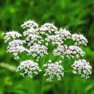 Limited Edition ANISE, HEIRLOOM, 100+ SEEDS, SMELLS GREAT, UNIQUE FLAVOR, HERB, SPICE Limited Edition ANISE, HEIRLOOM, 100+ SEEDS, SMELLS GREAT, UNIQUE FLAVOR, HERB, SPICE