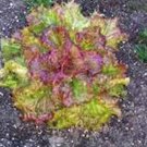 Premium LETTUCE SEED, LEAF LETTUCE, PRIZEHEAD, HEIRLOOM, NON GMO, 500 SEEDS