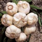 Premium GARLIC 9 ounces Bulb , FRESH CALIFORNIA SOFTNECK GARLIC BULB, PLANTING & GROWING Premium GARLIC 9 ounces Bulb , FRESH CALIFORNIA SOFTNECK GARLIC BULB, PLANTING & GROWING