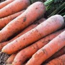 Top-Quality CARROT, SCARLET NANTES, HEIRLOOM, 50+ SEEDS, TASTY CARROT FOR SNACKS Top-Quality CARROT, SCARLET NANTES, HEIRLOOM, 50+ SEEDS, TASTY CARROT FOR SNACKS