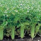 Limited Edition CELERY SEED, UTAH TALL, 500 SEEDS, HEIRLOOM, NON GMO, GARDENING SEED Limited Edition CELERY SEED, UTAH TALL, 500 SEEDS, HEIRLOOM, NON GMO, GARDENING SEED