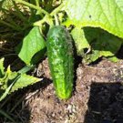 Limited Edition CUCUMBER SEED, BOSTON PICKLING, HEIRLOOM, NON GMO, 50 SEEDS, PICKLE Limited Edition CUCUMBER SEED, BOSTON PICKLING, HEIRLOOM, NON GMO, 50 SEEDS, PICKLE