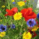 Limited Edition Wildflower Seed Mix ,16 ounces , Great for Colorful Borders and Gardens.