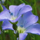 New Arrival BLUE FLAX SEED, 100+ SEEDS, BEAUTIFUL STRIKING BLUE FLAX FLOWERS New Arrival BLUE FLAX SEED, 100+ SEEDS, BEAUTIFUL STRIKING BLUE FLAX FLOWERS