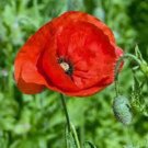 Best-Selling POPPY, FLANDERS, 500 SEEDS, STUNNING BRIGHT RED FLOWER, GREAT POPPIES Best-Selling POPPY, FLANDERS, 500 SEEDS, STUNNING BRIGHT RED FLOWER, GREAT POPPIES