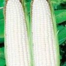 New Arrival CORN, WHITE, STOWELL'S EVERGREEN, HEIRLOOM 20+ SEEDS, DELICIOUS N SWEET New Arrival CORN, WHITE, STOWELL'S EVERGREEN, HEIRLOOM 20+ SEEDS, DELICIOUS N SWEET