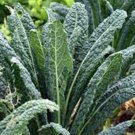 Premium KALE SEED, PREMIER, NON GMO, 200 SEEDS, GREAT FOR SALADS AND COOKING Premium KALE SEED, PREMIER, NON GMO, 200 SEEDS, GREAT FOR SALADS AND COOKING