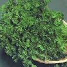 Best-Selling PARSLEY SEED,DARK GREEN ITALIAN GREEN , HEIRLOOM, NON GMO, 1000 SEEDS, Best-Selling PARSLEY SEED,DARK GREEN ITALIAN GREEN , HEIRLOOM, NON GMO, 1000 SEEDS,