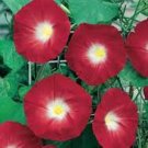 Exclusive Scarlet O' Hara Morning Glory Seed 100+ Seeds Season Long Flowers