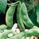 Top-Quality Lima Bean, Henderson Bush, NON Gm , 50+ Seeds, Great Tasting and Healthy Top-Quality Lima Bean, Henderson Bush, NON Gm , 50+ Seeds, Great Tasting and Healthy