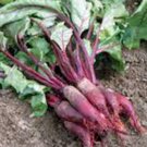 New Arrival BEET SEED, CYLINDRA, NON GMO, HEIRLOOM, 100 SEEDS, BEETS, BEET SEEDS