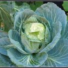 Premium CABBAGE SEED, GOLDEN ACRE CABBAGE, HEIRLOOM, NON GMO, 25+ SEEDS Premium CABBAGE SEED, GOLDEN ACRE CABBAGE, HEIRLOOM, NON GMO, 25+ SEEDS