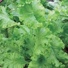 New Arrival MUSTARD GREENS SEED, SOUTHERN GIANT, HEIRLOOM, NON GMO, 500 SEEDS,