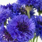 Exclusive Bachelor Button Seed, Tall Blue, 500 Seeds, Beautiful Blooms