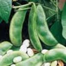 Premium Lima Bean, Henderson Bush, NON Gmo, 100+ Seeds, Great Tasting and Healthy Premium Lima Bean, Henderson Bush, NON Gmo, 100+ Seeds, Great Tasting and Healthy