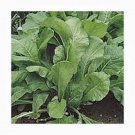 Limited Edition MUSTARD GREENS SEED, FLORIDA BROADLEAF, HEIRLOOM, NON GMO, 25+ SEEDS, Limited Edition MUSTARD GREENS SEED, FLORIDA BROADLEAF, HEIRLOOM, NON GMO, 25+ SEEDS,