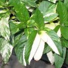 Premium PEPPERMINT SEED, HEIRLOOM, NON GMO (500+) PEPPERMINT SEEDS, SPICE, HERB Premium PEPPERMINT SEED, HEIRLOOM, NON GMO (500+) PEPPERMINT SEEDS, SPICE, HERB