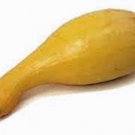 Exclusive SQUASH SEEDS,GOLDEN CROOKNECK SQUASH, HEIRLOOM, 100 SEEDS,NON GMO