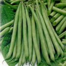 Exclusive Slenderette Bush Bean Seeds, NON GMO 20+ Seeds, Great Tasting and Health Exclusive Slenderette Bush Bean Seeds, NON GMO 20+ Seeds, Great Tasting and Health