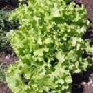 Best-Selling LETTUCE SEED, LEAF LETTUCE, GRAND RAPIDS, HEIRLOOM, NON GMO, 50+ SEEDS, Best-Selling LETTUCE SEED, LEAF LETTUCE, GRAND RAPIDS, HEIRLOOM, NON GMO, 50+ SEEDS,