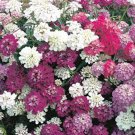 Exclusive Candytuft, Dwarf Fairy Mix Seeds, 50+,Beautiful Pink, Lavender, White Flowers.