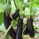 Premium EGGPLANT SEED, LONG PURPLE, HEIRLOOM, NON GMO, 100 SEEDS, GARDEN SEED Premium EGGPLANT SEED, LONG PURPLE, HEIRLOOM, NON GMO, 100 SEEDS, GARDEN SEED