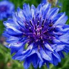Best-Selling DWARF BLUE BACHELOR BUTTON 500 SEEDS BEAUTIFUL FLOWER, BORDER FLOWER Best-Selling DWARF BLUE BACHELOR BUTTON 500 SEEDS BEAUTIFUL FLOWER, BORDER FLOWER