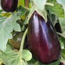 Limited Edition EGGPLANT SEED, BLACK BEAUTY, HEIRLOOM, NON GMO, 500 SEEDS, VEGETABLE
