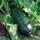 Premium SQUASH SEED, LONG DARK GREEN, HEIRLOOM, 100+ SEEDS, NON GMO, ZUCCHINI Premium SQUASH SEED, LONG DARK GREEN, HEIRLOOM, 100+ SEEDS, NON GMO, ZUCCHINI