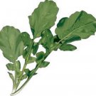 Premium LETTUCE SEED, ARUGULA ROQUETTE GREENS, HEIRLOOM, NON GMO, 500+ SEEDS