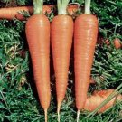 Limited Edition CARROTS, DANVERS 126, HEIRLOOM, NON GMO, 1000+ SEEDS Limited Edition CARROTS, DANVERS 126, HEIRLOOM, NON GMO, 1000+ SEEDS