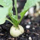 Limited Edition RADISH SEED ,HAILSTONE WHITE , HEIRLOOM, NON GMO, 50+ SEEDS, RADISHES Limited Edition RADISH SEED ,HAILSTONE WHITE , HEIRLOOM, NON GMO, 50+ SEEDS, RADISHES