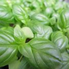 New Arrival BASIL SEED, SWEET GENOVESE, HEIRLOOM, NON GMO, 100 SEEDS, HERB, SPICE