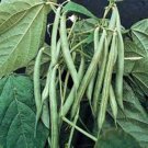 Top-Quality BEAN, BLUE LAKE BUSH GREEN BEAN, HEIRLOOM 20+ SEEDS, TASTY BEANS, SEED