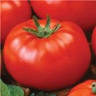 Premium Tomato, Ace 55 tomato seeds, HEIRLOOM, 500 SEEDS, NON GMO Premium Tomato, Ace 55 tomato seeds, HEIRLOOM, 500 SEEDS, NON GMO